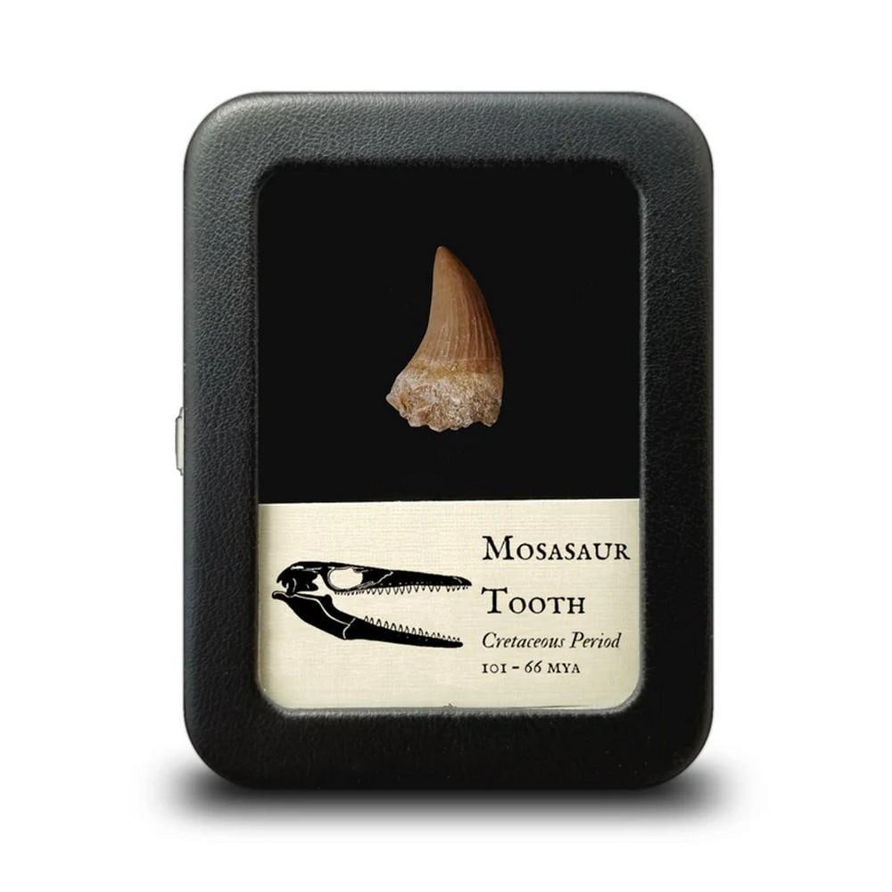 Mosasaur Fossil Tooth - Small: Mosasaur Fossil Tooth - Small The term "mosasaur" refers not to a single prehistoric species, but to a group of at least 40 genera of extinct marine reptiles that lived around 70 million