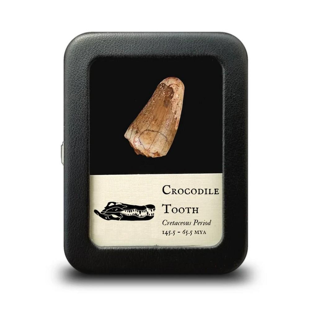 Fossilized Crocodile Tooth: Fossilized Crocodile Tooth These teeth belonged to prehistoric crocodile species that lived during the Cretaceous period alongside dinosaurs. While similar in appearance to modern crocodiles, these an