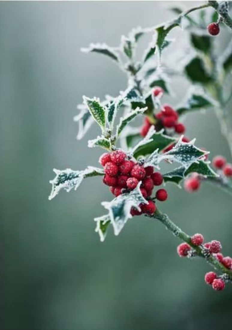 Frosted Berries Canvas Print (1 of 2)