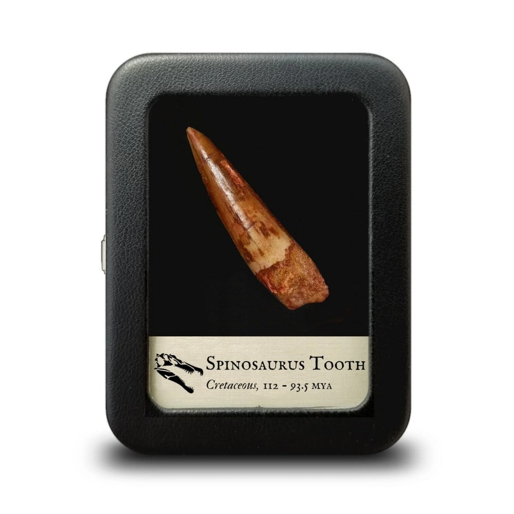 Fossilized Spinosaurus Tooth: Fossilized Spinosaurus Tooth These authentic fossil teeth belonged to the massive semi-aquatic predator Spinosaurus, one of the largest carnivorous dinosaurs to ever walk the Earth. Known for its