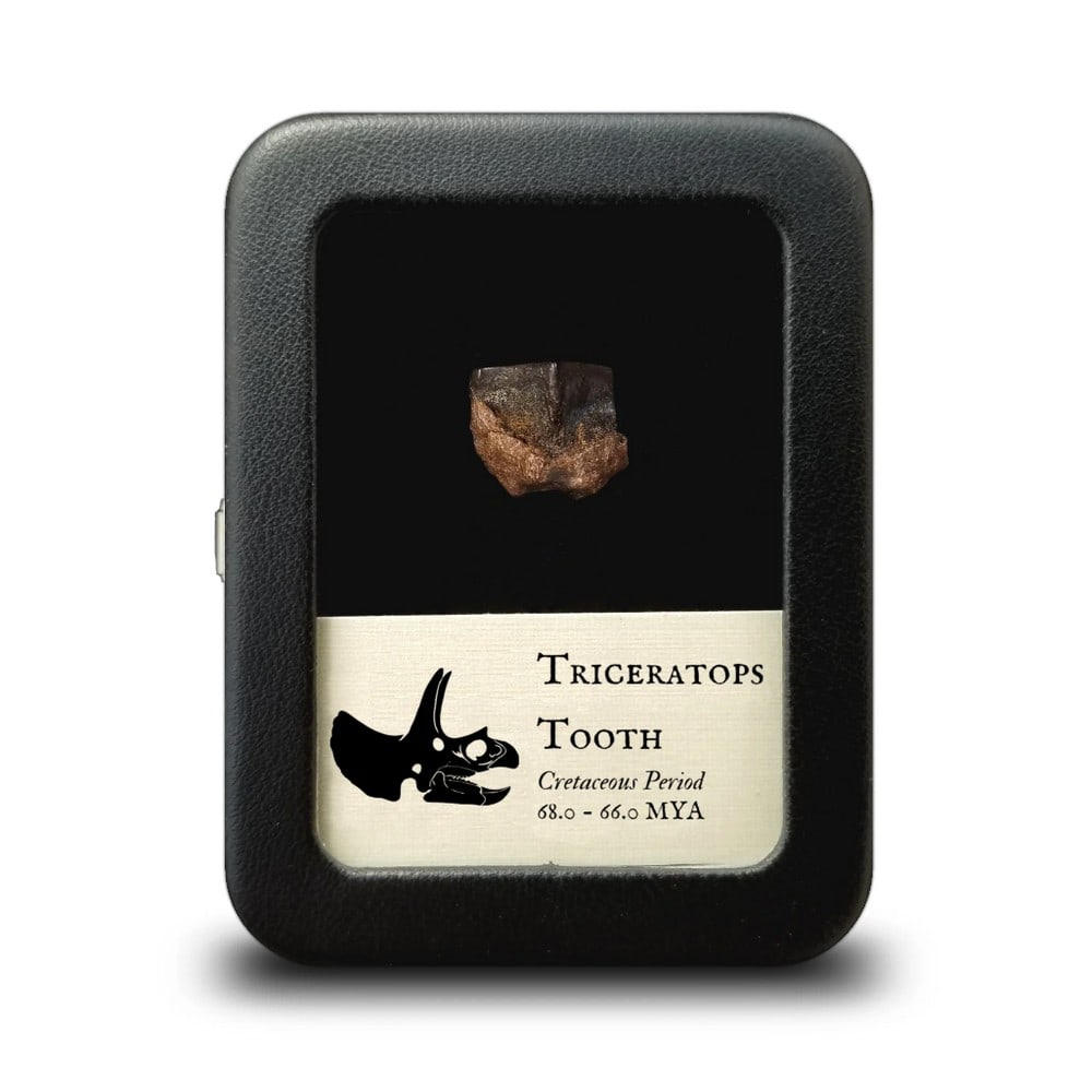 Fossilized Triceratops Tooth: Fossilized Triceratops Tooth This authentic fossil tooth belonged to Triceratops, one of the most recognizable dinosaurs of the Late Cretaceous period. Famous for its three horns and large bony