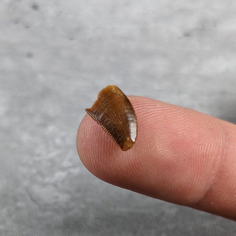 Fossilized Abelisaurid Theropod Tooth - 2
