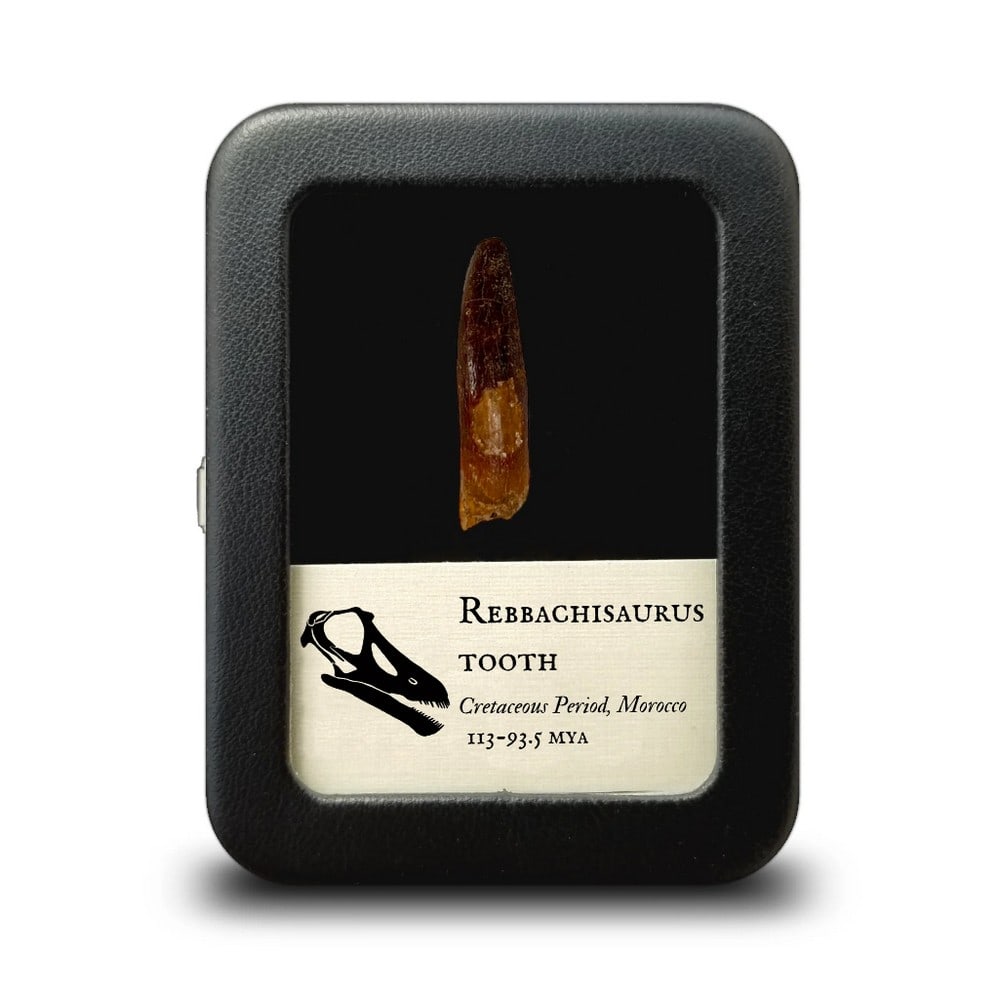 Fossilized Rebbachisaurus Sauropod Tooth: Fossilized Rebbachisaurus Sauropod Tooth This authentic fossil tooth belonged to Rebbachisaurus, a massive long-necked sauropod dinosaur that roamed the lush floodplains of prehistoric North Africa. G
