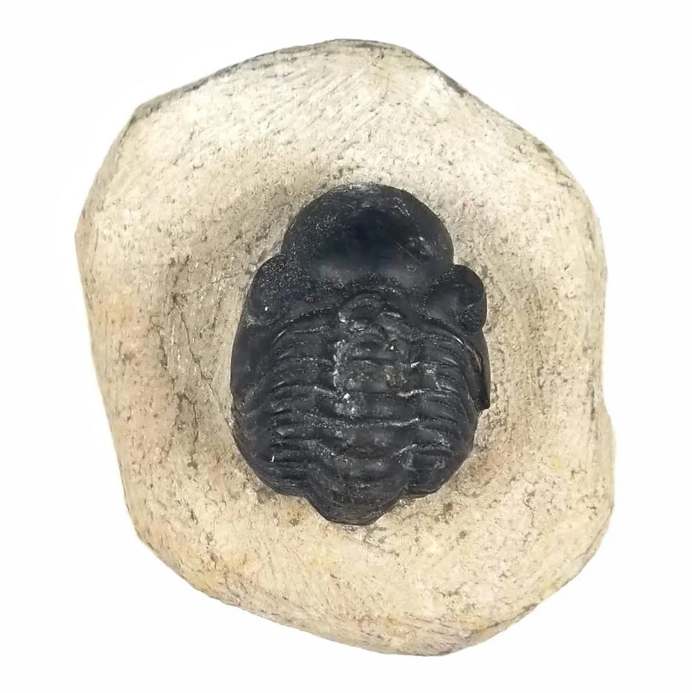 Fossilized Reedops Trilobite in Rock Matrix (1 of 2)