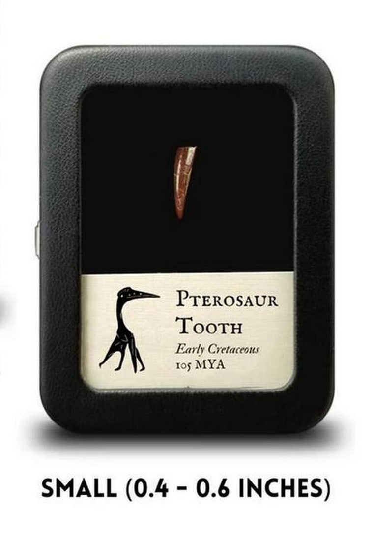 Fossilized Pterosaur Tooth: Fossilized Pterosaur Tooth These pterosaur teeth were discovered in Morocco's Kem-Kem Basin and are thought to belong to the species Coloborhynchus moroccoensis. Cretaceous, 105 MYA Location: Morocco