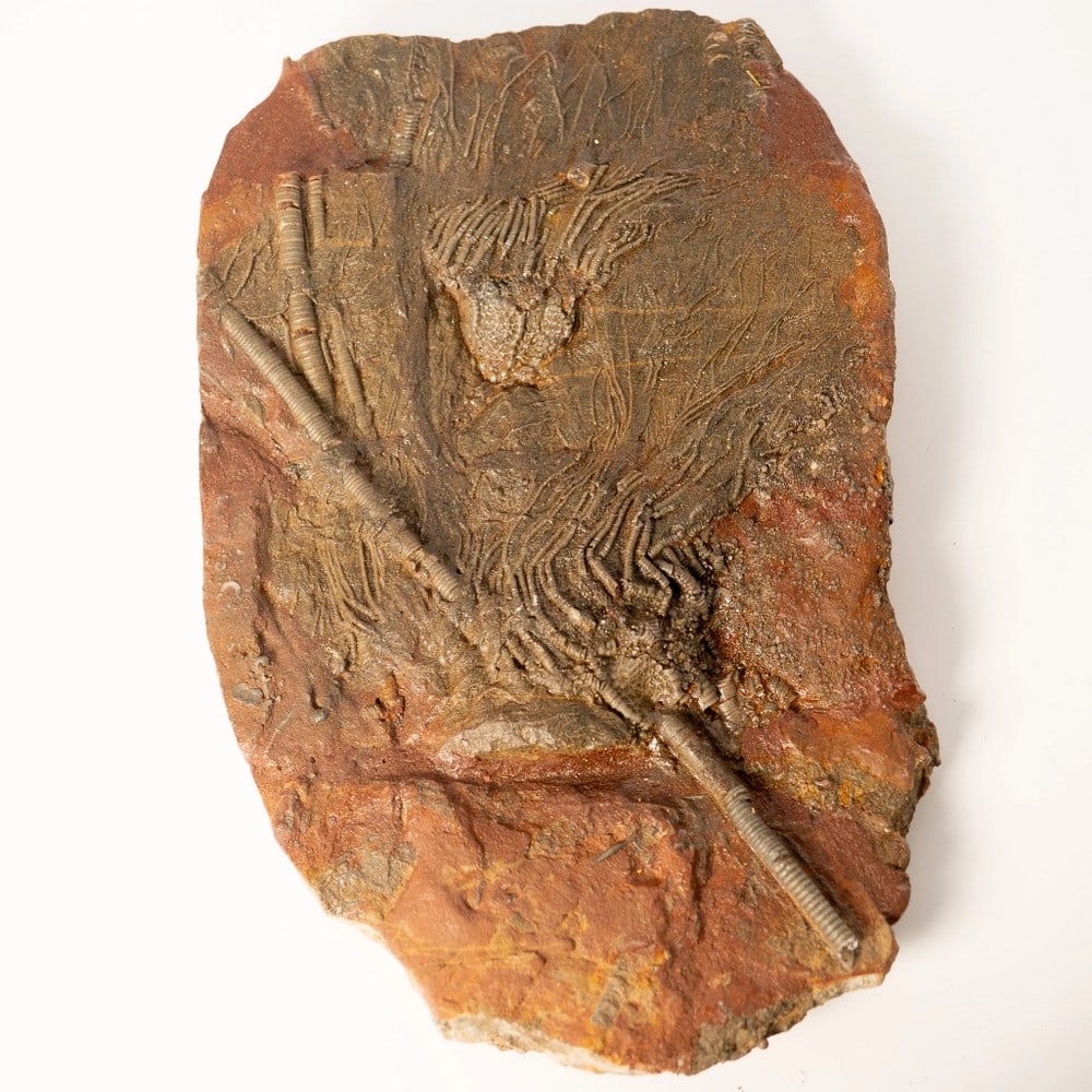 Fossilized Crinoid Plate (Scyphocrinites): Fossilized Crinoid Plate (Scyphocrinites) This authentic fossil plate features Scyphocrinites crinoids beautifully preserved in natural rock from the Silurian period. Crinoids, often called 'sea