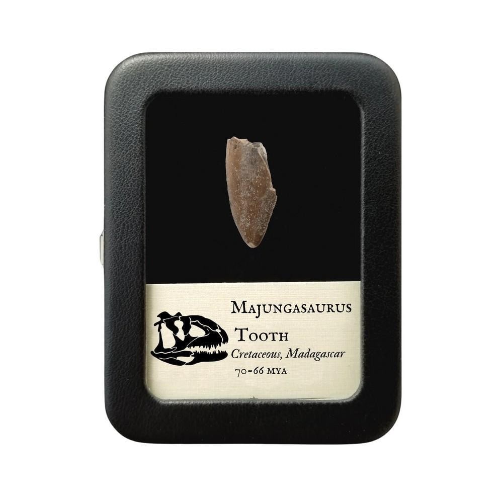 Majungasaurus Fossilized Tooth 26mm: Majungasaurus Fossilized Tooth 26mm Majungasaurus was a carnivorous theropod that lived in what is now Madagascar, growing up to 20 feet (6 meters) long. With serrated teeth designed for slicing