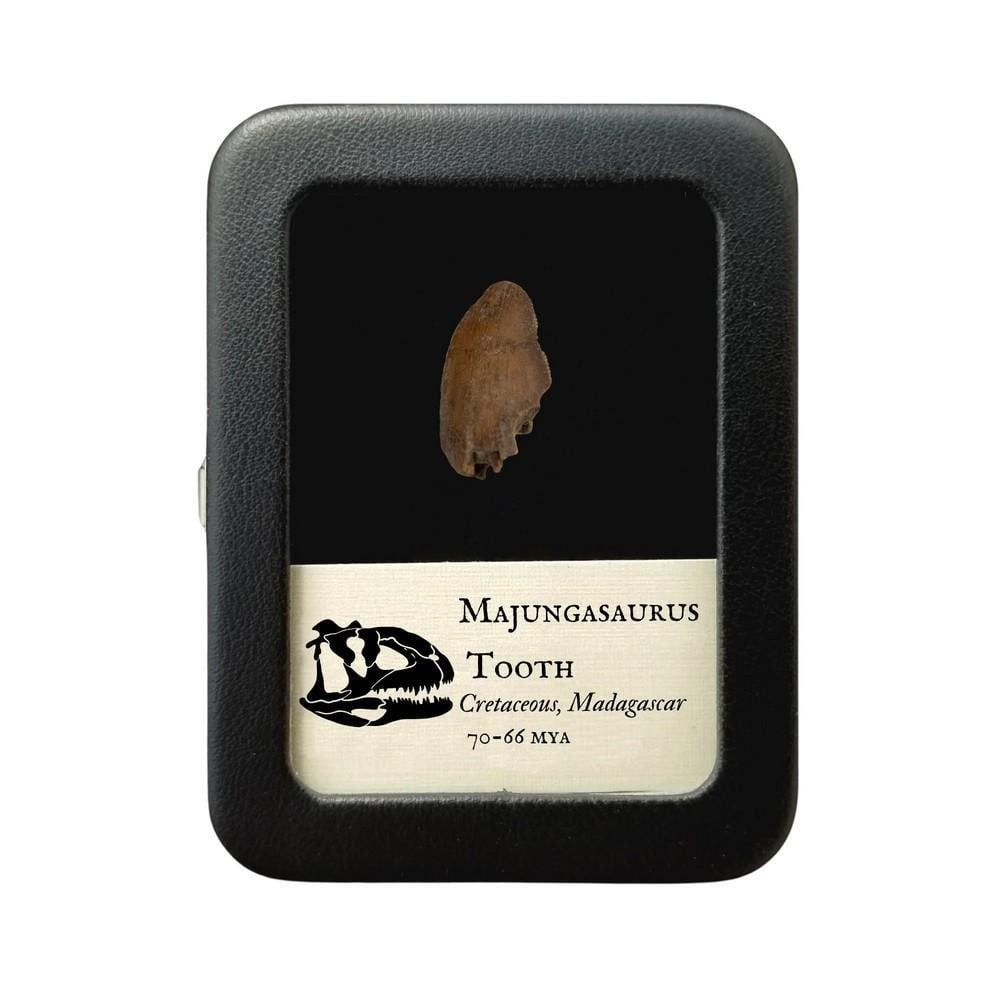 Majungasaurus Fossilized Tooth 24mm: Majungasaurus Fossilized Tooth 24mm Majungasaurus was a carnivorous theropod that lived in what is now Madagascar, growing up to 20 feet (6 meters) long. With serrated teeth designed for slicing