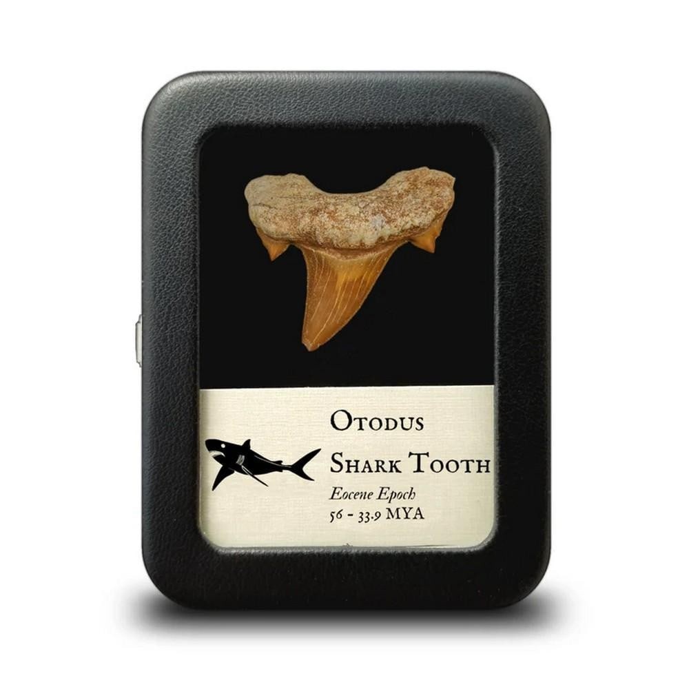 Otodus Shark Tooth Fossil Specimen: Otodus Shark Tooth Fossil Specimen Otodus is a genus, not a single species, encompassing several prehistoric mackerel sharks. As one of the top predators of their era, sharks in the Otodus genus
