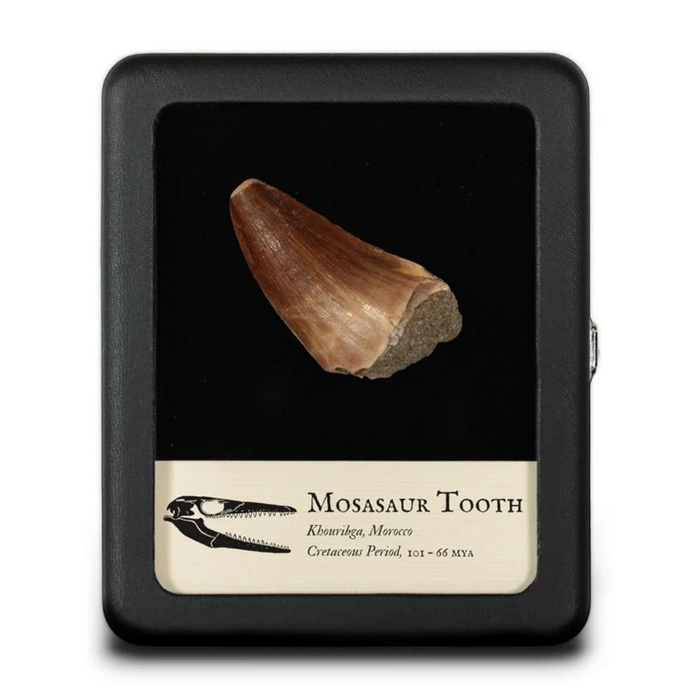 Giant Mosasaur Fossil Tooth: Giant Mosasaur Fossil Tooth The term "mosasaur" refers to a group of at least 40 genera of extinct marine reptiles that lived around 70 million years ago during the Late Cretaceous period.