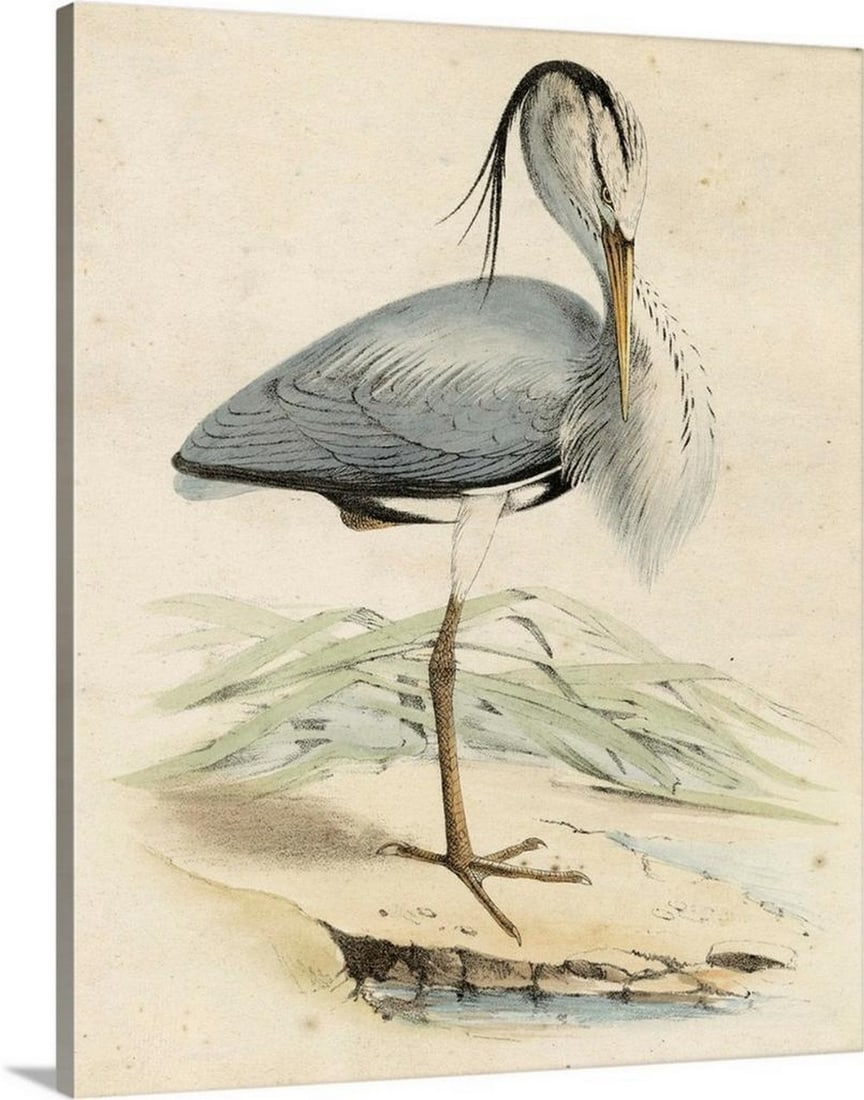 Antique Heron IV Nature Canvas Print: Antique Heron IV Nature Canvas Print "Antique Heron IV" brings the elegance of natural history illustration into your home, showcasing the timeless beauty of this graceful bird in a classic vi