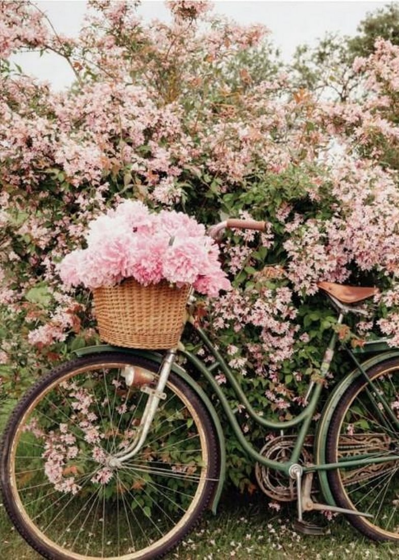 Petals & Pathways Canvas: Petals &; Pathways Canvas A serene poster print featuring a vintage bicycle resting beneath a blooming cherry blossom tree. Soft pink petals drift through the air, creating a dreamy, tranquil scene