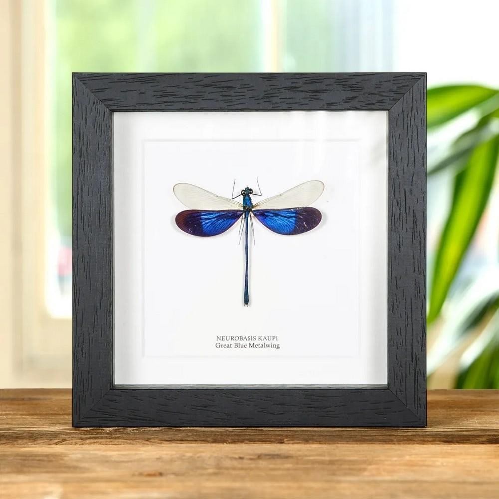 6'' x 6'' Great Blue Metalwing Damselfly (Neurobasis kaupi) in Display Frame: 6" x 6" Great Blue Metalwing Damselfly (Neurobasis kaupi) in Display Frame A Great Blue Metalwing Damselfly, elegantly presented in a handmade wooden frame and mounted on high-quality,