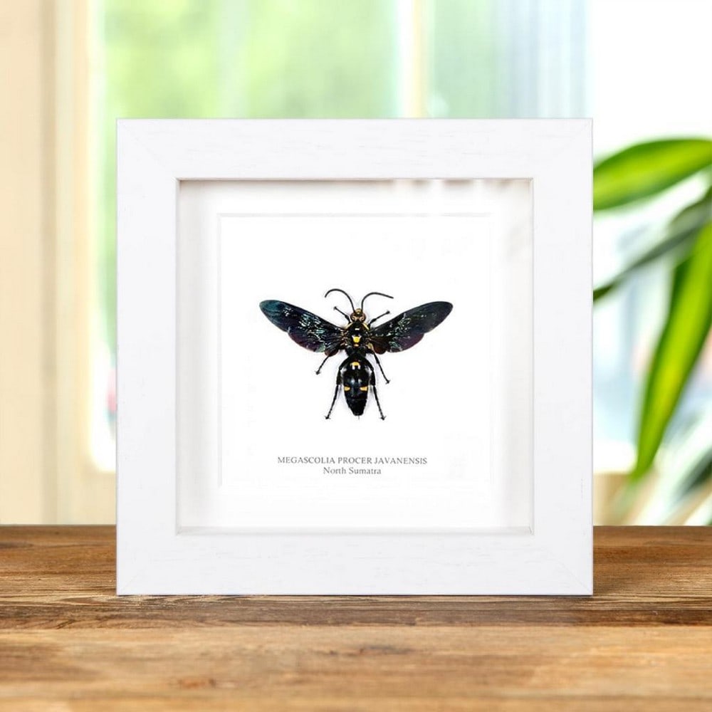 5'' x 5'' Giant Scoliid Wasp (Megascolia procer javanensis) in Display Frame: 5" x 5" Giant Scoliid Wasp (Megascolia procer javanensis) in Display Frame A Giant Scoliid Wasp, presented in a handmade wooden box frame and mounted on high-quality, acid-free conservation