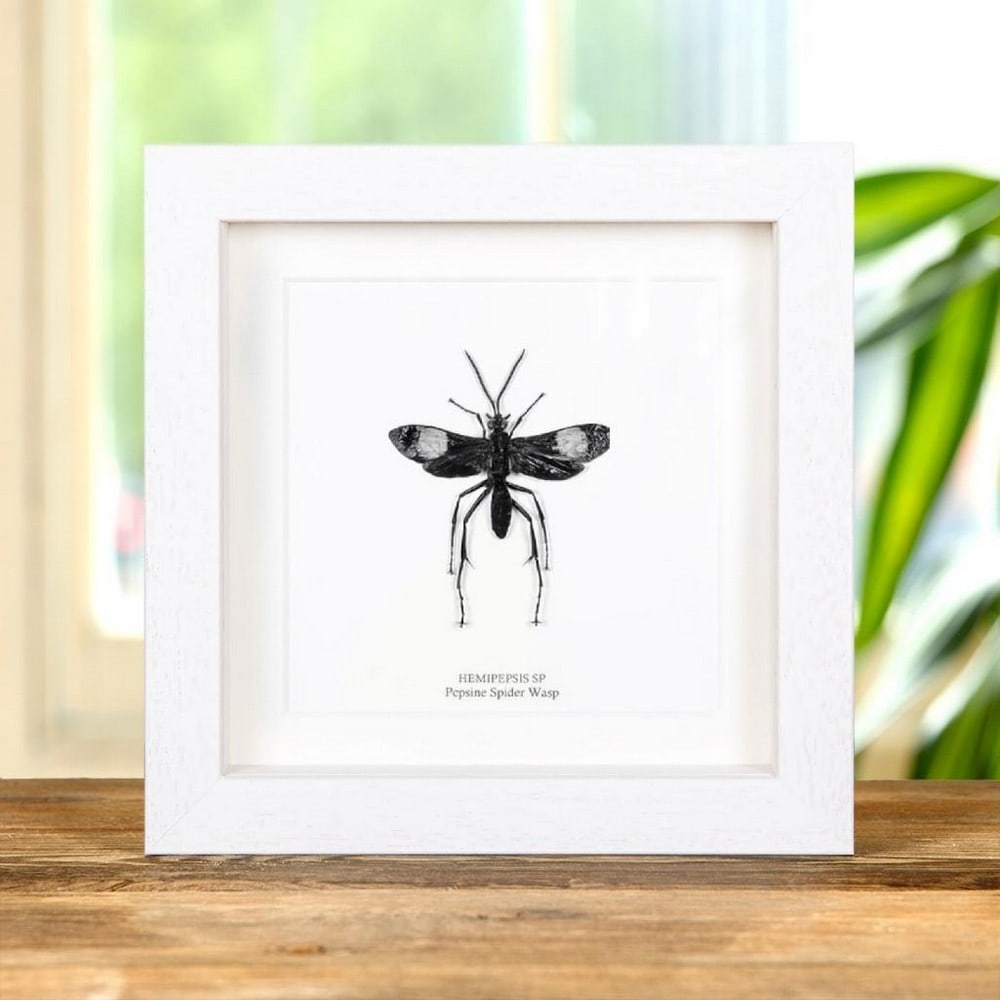 6'' x 6'' Pepsine Spider Wasp (Hemipepsis sp.) in Display Frame: 6" x 6" Pepsine Spider Wasp (Hemipepsis sp.) in Display Frame A Pepsine Spider Wasp (commonly known as a Tarantula Hawk), presented in a handmade wooden display frame and mounted on