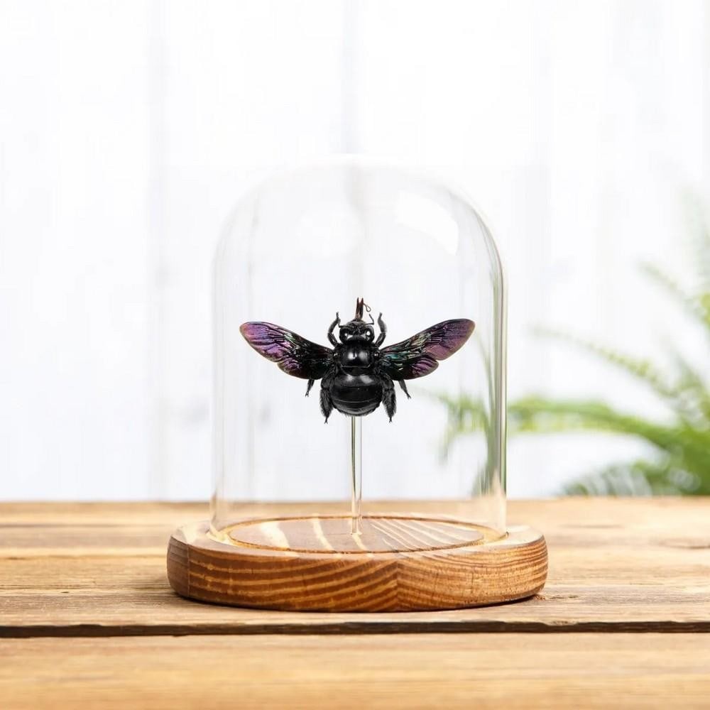 Xylocopa latipes - Broad-handed Carpenter Bee in Glass Dome with Wooden Base: Xylocopa latipes - Broad-handed Carpenter Bee in Glass Dome with Wooden Base A Broad-handed Carpenter Bee (Xylocopa latipes) displayed in a handmade wooden dome, mounted on clear acrylic rods to