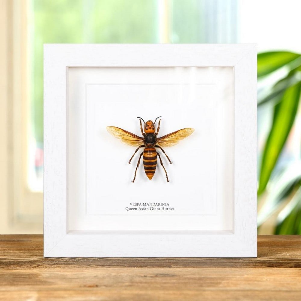 6'' x 6'' Queen Asian Giant Hornet (Vespa mandarinia) in Display Frame: 6" x 6" Queen Asian Giant Hornet (Vespa mandarinia) in Display Frame A Queen Asian Giant Hornet, carefully presented in a handmade wooden box frame and mounted on high-quality, acid-free