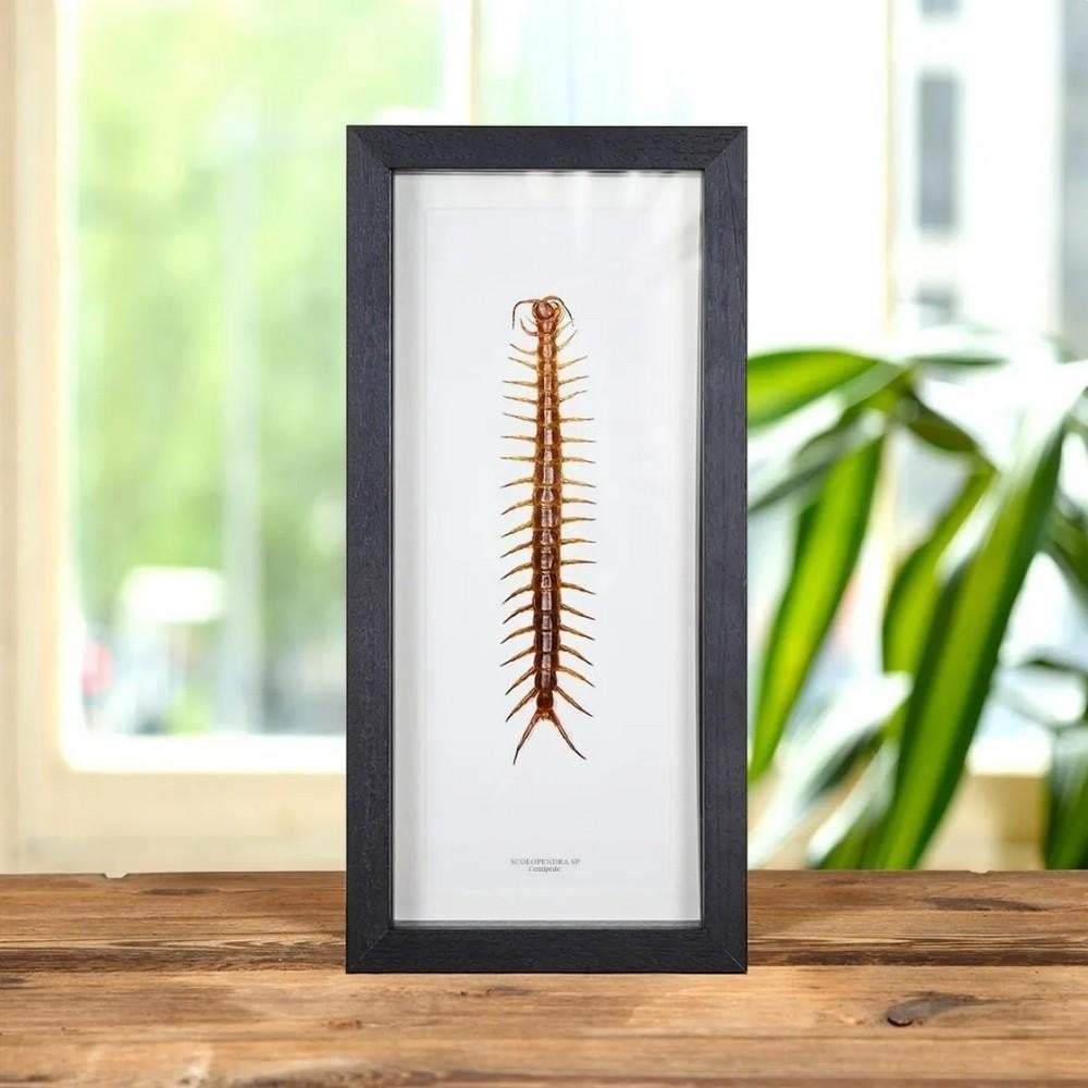 14'' x 6'' Scolopendra sp. (Centipede) in Wooden Box Frame: 14" x 6" Scolopendra sp. (Centipede) in Wooden Box Frame Scolopendra sp. (Centipede) is presented in a handcrafted wooden box frame, mounted on high-quality acid-free conservation board. The