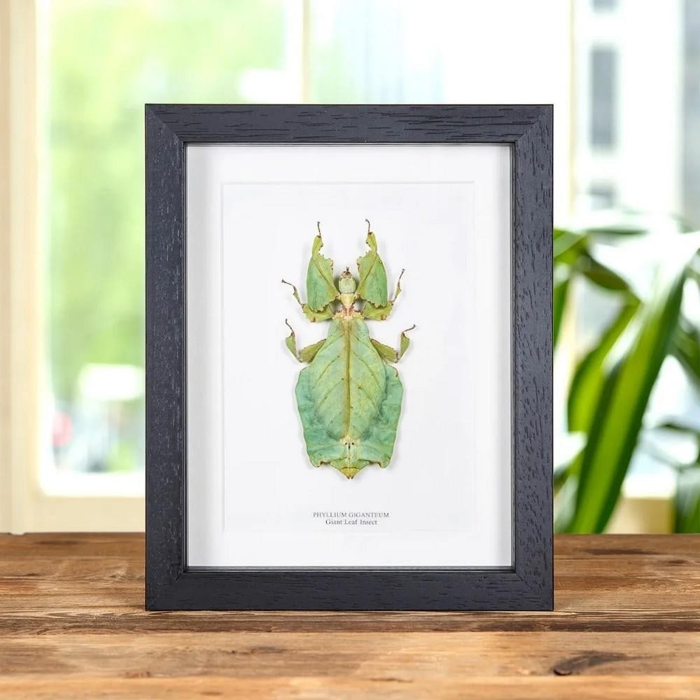 9'' x 7'' Giant Phyllium Leaf Insect (Phyllium giganteum) in Box Frame: 9" x 7" Giant Phyllium Leaf Insect (Phyllium giganteum) in Box Frame A remarkable Phyllium giganteum displayed in a handmade wooden frame, mounted on high-quality acid-free conservation