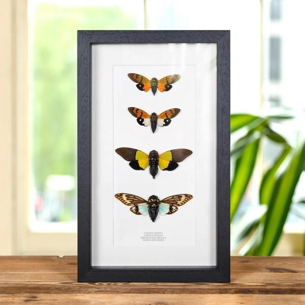14'' x 8'' Cicada Quartet Display in Box Frame: 14" x 8" Cicada Quartet Display in Box Frame A Cicada Quartet displayed in a handmade wooden frame, mounted on high-quality acid-free conservation board. The Latin and common names are