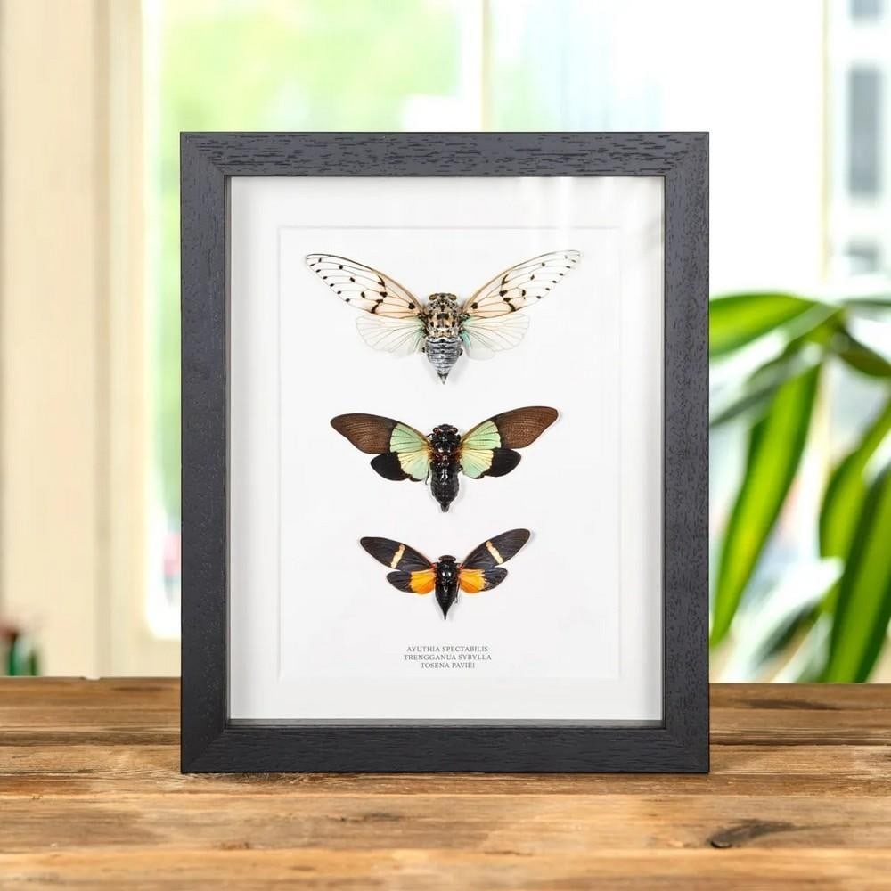 10'' x 8'' Trio of Cicadas in Display Frame: 10" x 8" Trio of Cicadas in Display Frame A trio of cicadas displayed in a handmade wooden frame, mounted on premium acid-free conservation board. The Latin and common names are printed below