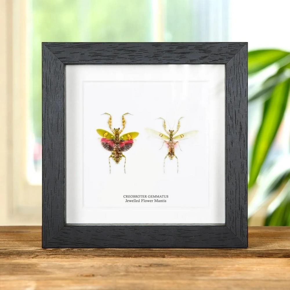 6'' x 6'' Creobroter gemmatus (Jewelled Flower Mantis Male & Female Pair) in Box Frame (1 of 2)