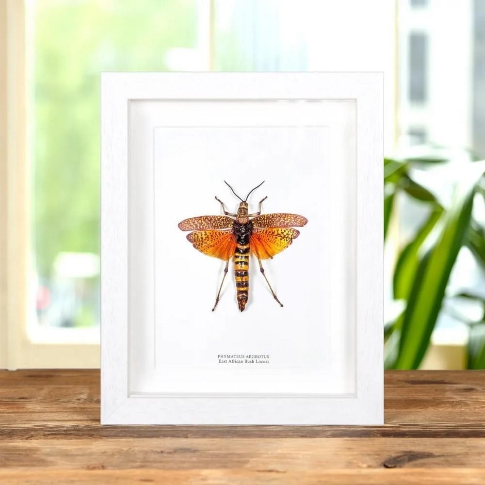 9'' x 7'' Framed East African Bush Locust (Phymateus aegrotus): 9" x 7" Framed East African Bush Locust (Phymateus aegrotus) A Phymateus aegrotus displayed in a handcrafted wooden frame, mounted on high-quality, acid-free conservation board. The Latin and