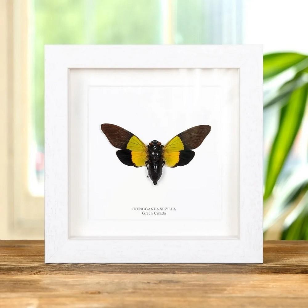 6'' x 6'' Framed Green Cicada (Trengganua sibylla): 6" x 6" Framed Green Cicada (Trengganua sibylla) A beautiful blue Trengganua sibylla, belonging to the Cicadidae superfamily, showcased in a handcrafted deep wooden frame and mounted on