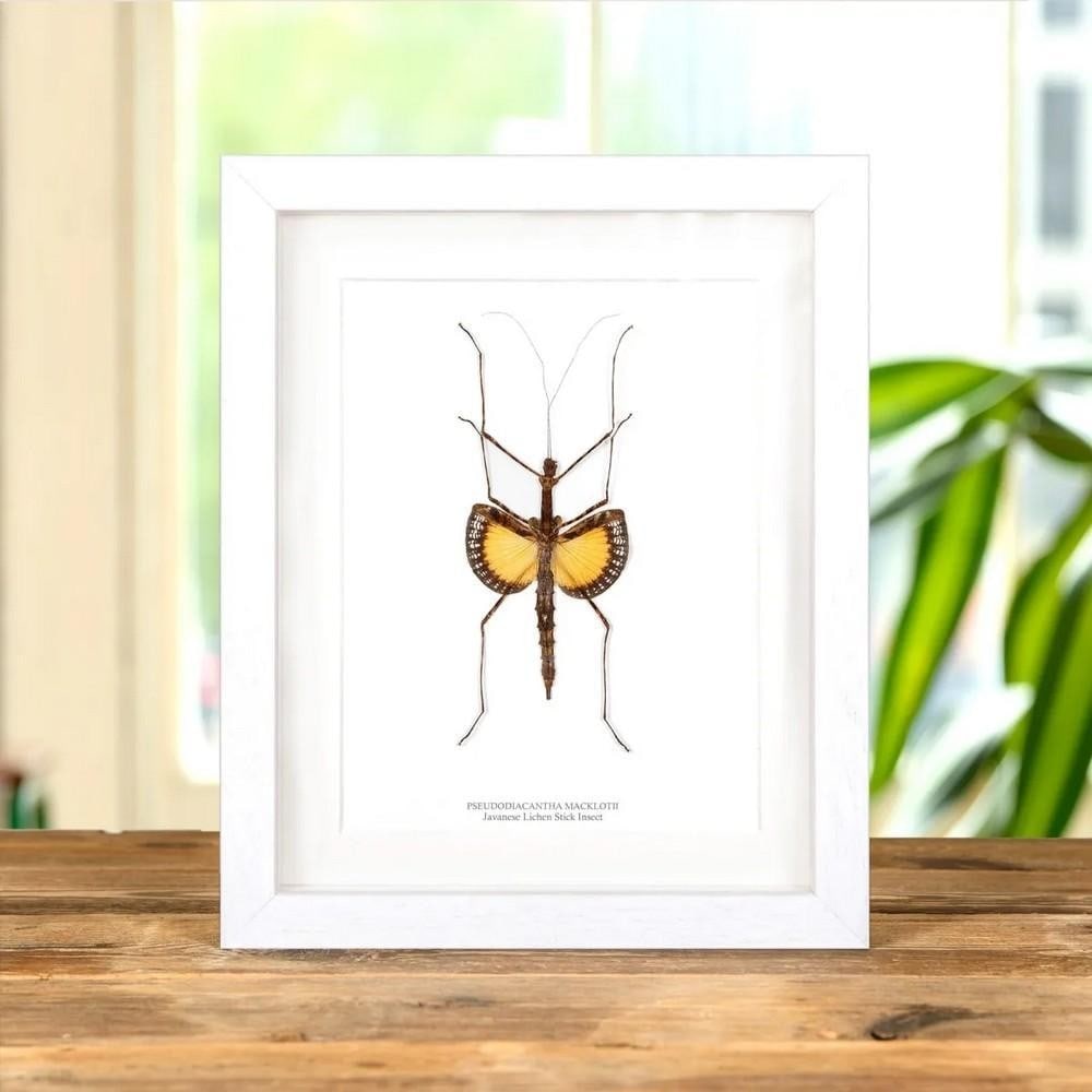 9'' x 7'' Framed Javanese Lichen Stick Insect (Pseudodiacantha macklotii): 9" x 7" Framed Javanese Lichen Stick Insect (Pseudodiacantha macklotii) A Javanese Lichen Stick Insect displayed in a handcrafted wooden frame, mounted on high-quality, acid-free conservation