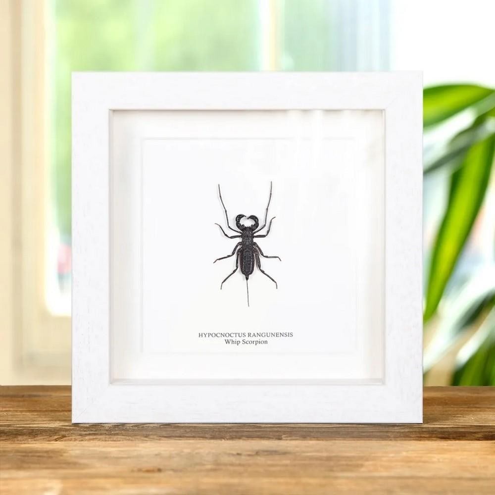 6'' x 6'' Framed Whip Scorpion (Hypocnoctus rangunensis) (1 of 2)