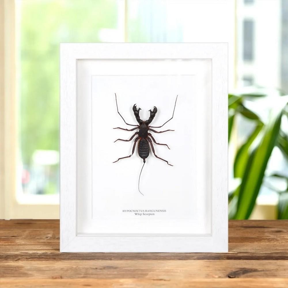 9'' x 7'' Framed Whip Scorpion (Hypocnoctus rangunensis) (1 of 3)