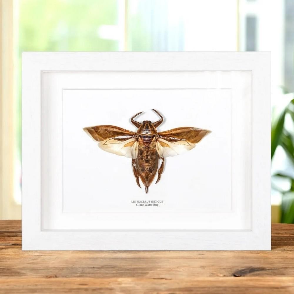 9'' x 7'' Framed Giant Water Bug (Lethocerus indicus): 9" x 7" Framed Giant Water Bug (Lethocerus indicus) A Giant Water Bug elegantly displayed in a handcrafted wooden frame, mounted on high-quality, acid-free conservation board. The Latin and co