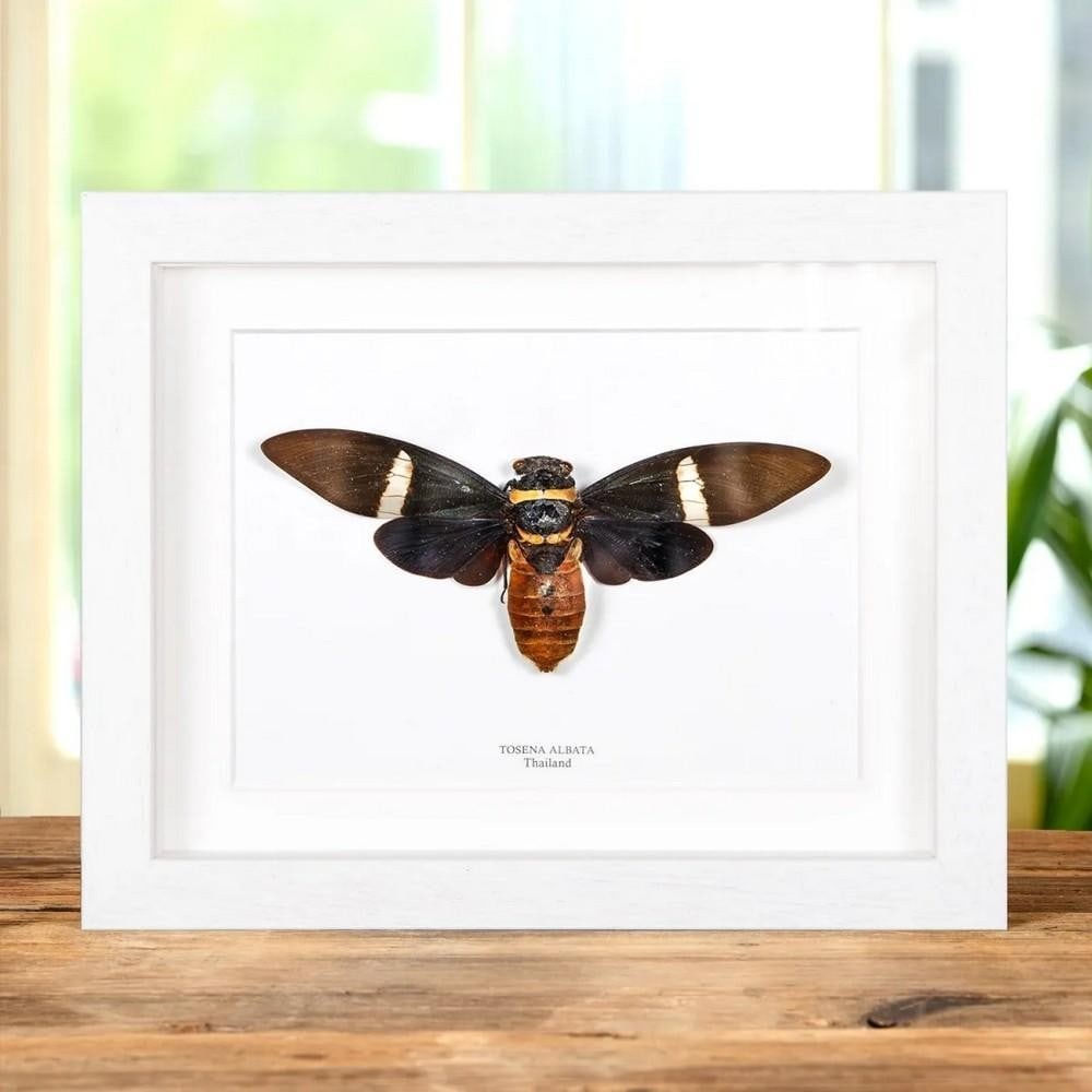 9'' x 7'' Framed (Tosena Albata) Cicada: 9" x 7" Framed (Tosena Albata) Cicada A striking blue Tosena splendida, a member of the Cicadidae superfamily, elegantly displayed in a handcrafted deep wooden frame. It is mounted on high-qua
