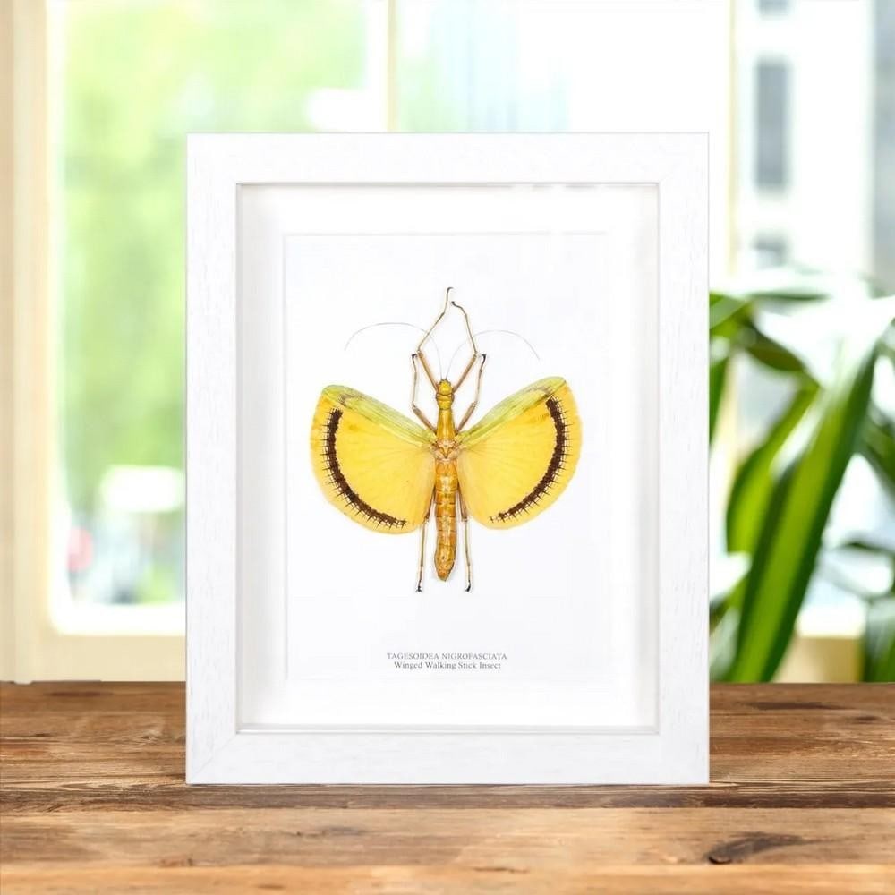 9'' x 7'' Winged Walking Stick Insect (Tagesoidea Nigrofasciata) in Box Frame (1 of 3)