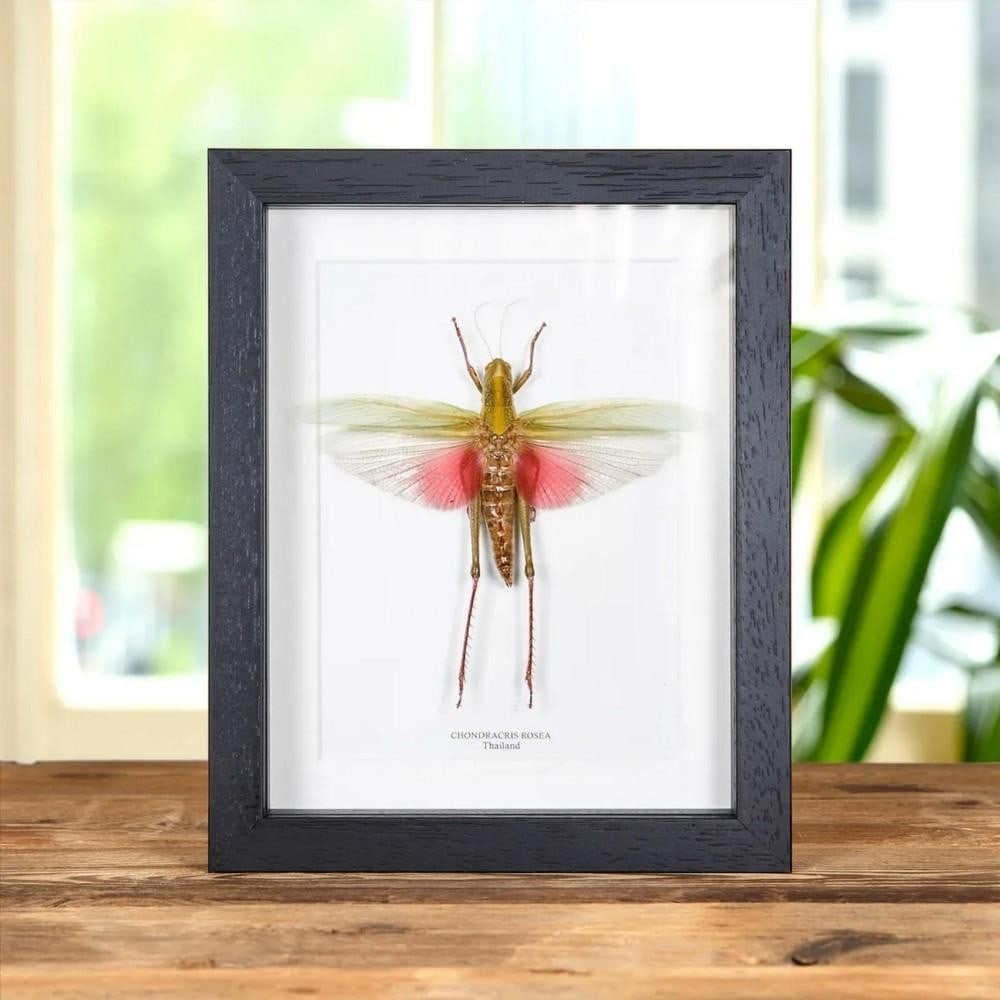 7'' x 9'' Female Chondracris Rosea (Pink Grasshopper) in Wooden Box Frame from Thailand: 7" x 9" Female Chondracris Rosea (Pink Grasshopper) in Wooden Box Frame from Thailand A stunning female Chondracris rosea, part of the Orthoptera superfamily, displayed in a handcrafted deep w