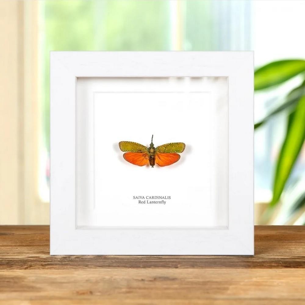 5'' x 5'' Framed Red Lanternfly (Saiva cardinalis): 5" x 5" Framed Red Lanternfly (Saiva cardinalis) A Red Lanternfly displayed in a handcrafted wooden frame, mounted on high-quality, acid-free conservation board. The Latin and common names