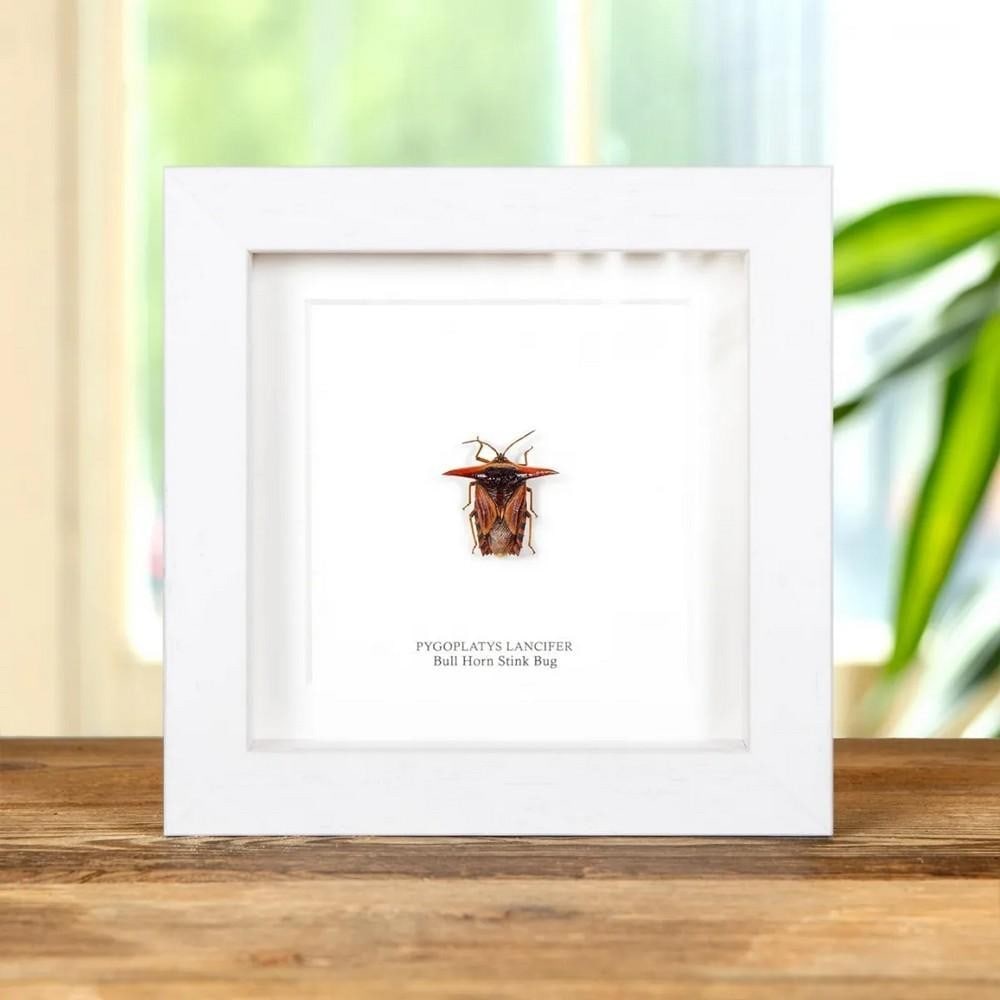 5'' x 5'' Framed Bull Horn Stink Bug (Pygoplatys lancifer): 5" x 5" Framed Bull Horn Stink Bug (Pygoplatys lancifer) A Bull Horn Stink Bug displayed in a handcrafted wooden frame, mounted on high-quality, acid-free conservation board. The Latin and