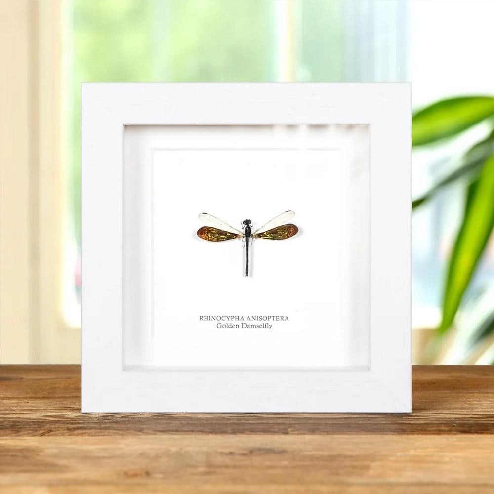 5'' x 5'' Framed Golden Damselfly (Rhinocypha anisoptera): 5" x 5" Framed Golden Damselfly (Rhinocypha anisoptera) A stunning Golden Damselfly displayed in a handcrafted wooden frame, mounted on high-quality, acid-free conservation board. The Latin