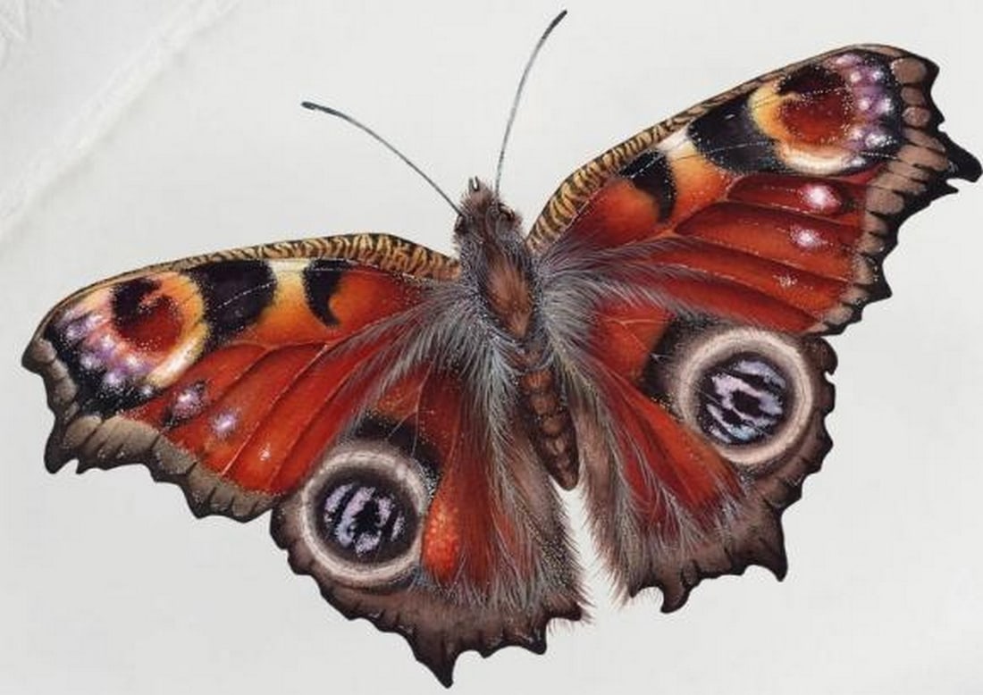 The Peacock Butterfly Watercolor Giclee Print: The Peacock Butterfly Watercolor Giclee Print Vivid and graceful, this watercolour Giclee print showcases the striking beauty of the Peacock Butterfly (Aglais io), known for its bold eye spots and vib