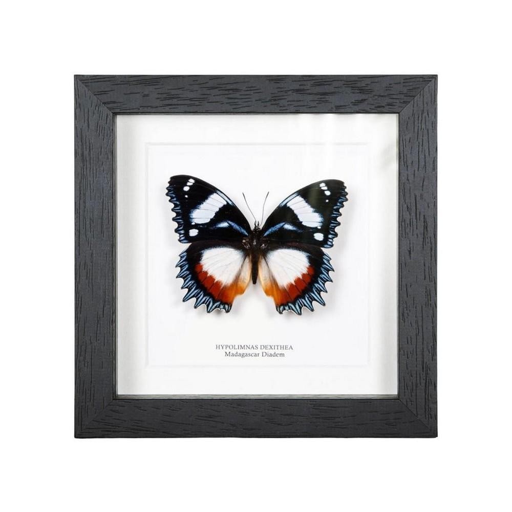 Framed Madagascar Diadem Butterfly: Framed Madagascar Diadem Butterfly A stunning Madagascar Diadem butterfly is artfully displayed in a box frame on high-quality acid-free conservation board. Its Latin and common names grace the displa