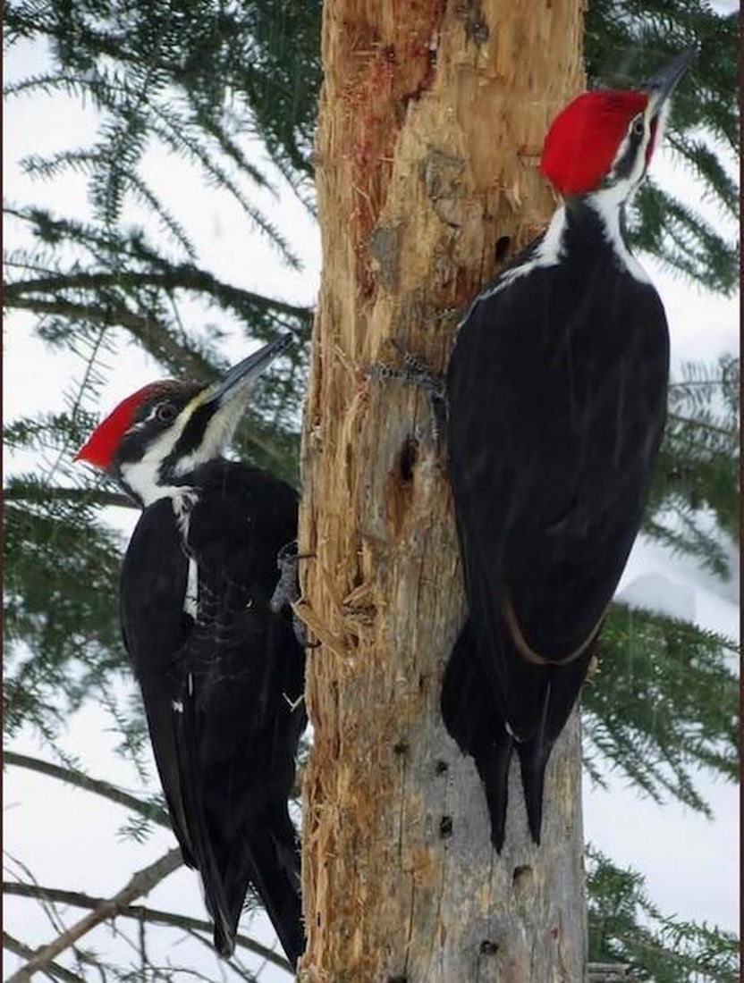 Create Your Own Canvas - 2