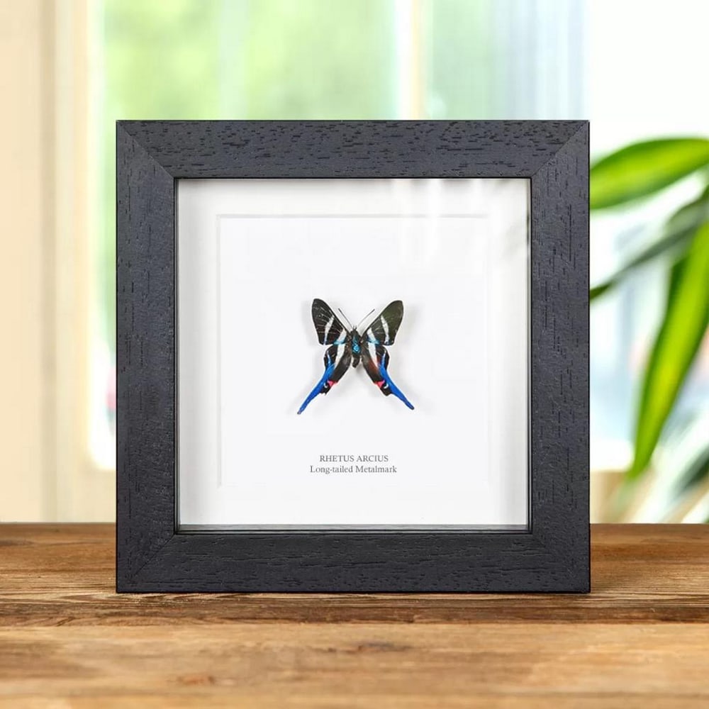 5" x 5" Framed Male Long-Tail Metalmark Butterfly - Rhetus Arcius (1 of 2)