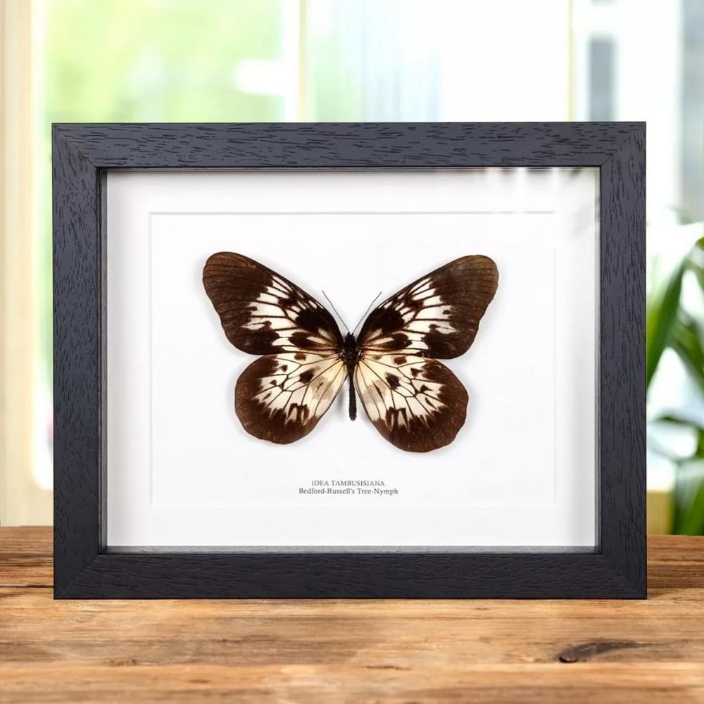 9" x 7" Framed Male Bedford-Russel's Tree-Nymph Butterfly - Idea Tambusisiana: 9" x 7" Framed Male Bedford-Russel's Tree-Nymph Butterfly - Idea Tambusisiana A Bedford-Russell's Tree-Nympyh Butterfly in a handmade wooden frame mounted on high-quality acid-free con