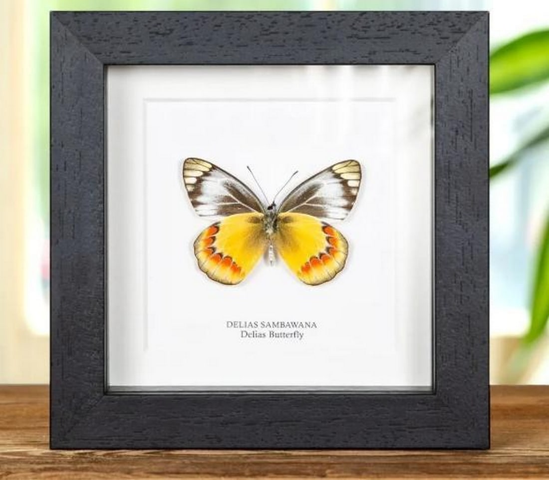 5" x 5" Framed Male Delias Butterfly - Delias Sambawana: 5" x 5" Framed Male Delias Butterfly - Delias Sambawana A stunning Delias Butterfly in a handmade wooden frame mounted on high-quality acid-free conservation board. The Latin and region names 