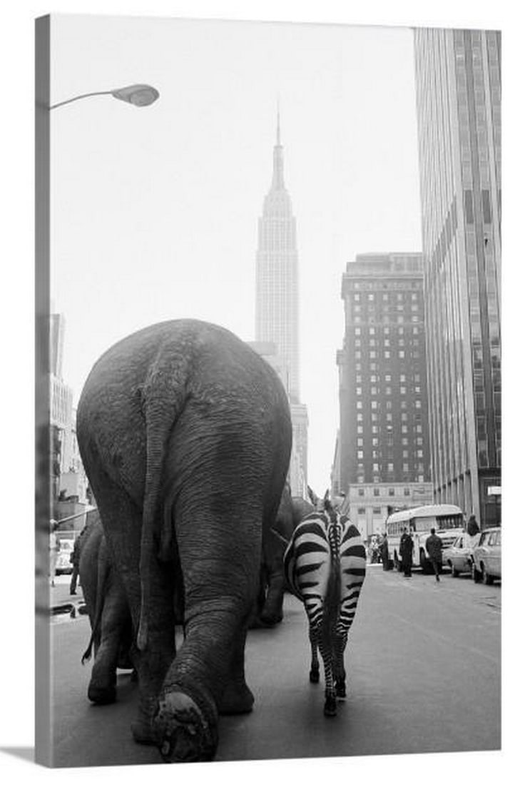 Circus Animals on 33rd Street Stretched Canvas Print (1 of 2)
