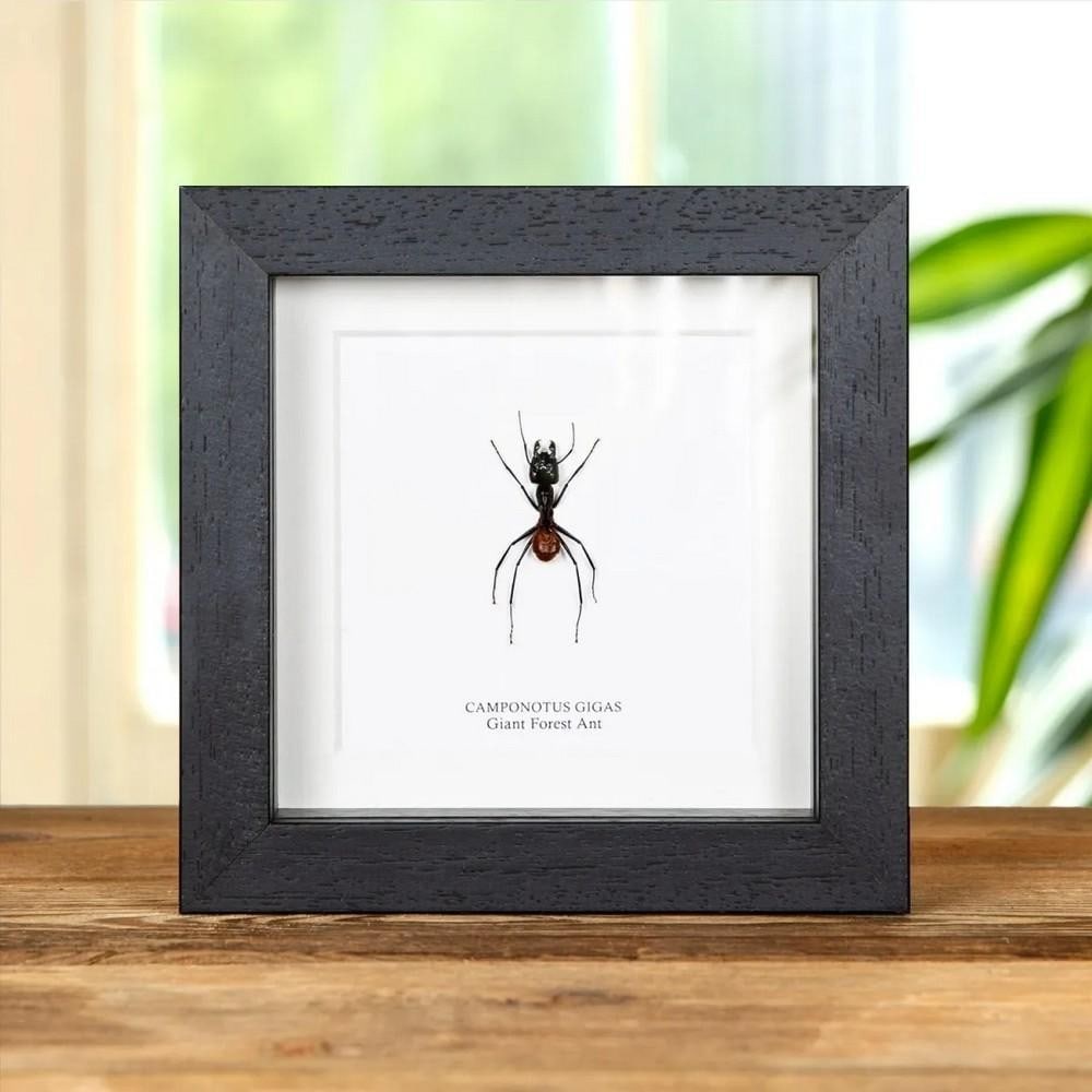 5'' x 5'' Giant Forest Ant (Camponotus gigas) in Display Frame: 5" x 5" Giant Forest Ant (Camponotus gigas) in Display Frame A Giant Forest Ant, carefully mounted in a handmade wooden frame on high-quality, acid-free conservation board. The Latin and