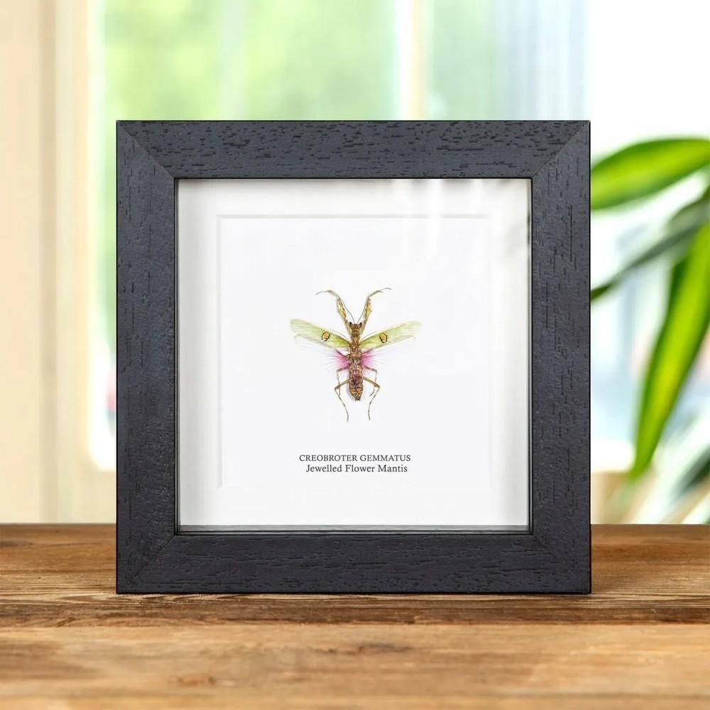 5'' x 5'' Jewelled Flower Mantis (Creobroter gemmatus) Female in Box Frame: 5" x 5" Jewelled Flower Mantis (Creobroter gemmatus) Female in Box Frame A female Jewelled Flower Mantis, displayed in a handmade wooden frame and mounted on high-quality acid-free conservation 