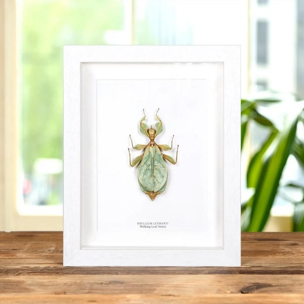 9'' x 7'' Framed Walking Leaf Insect (Phyllium letiranti): 9" x 7" Framed Walking Leaf Insect (Phyllium letiranti) A remarkable Phyllium giganteum displayed in a handcrafted wooden frame, mounted on high-quality, acid-free conservation board. The Latin 