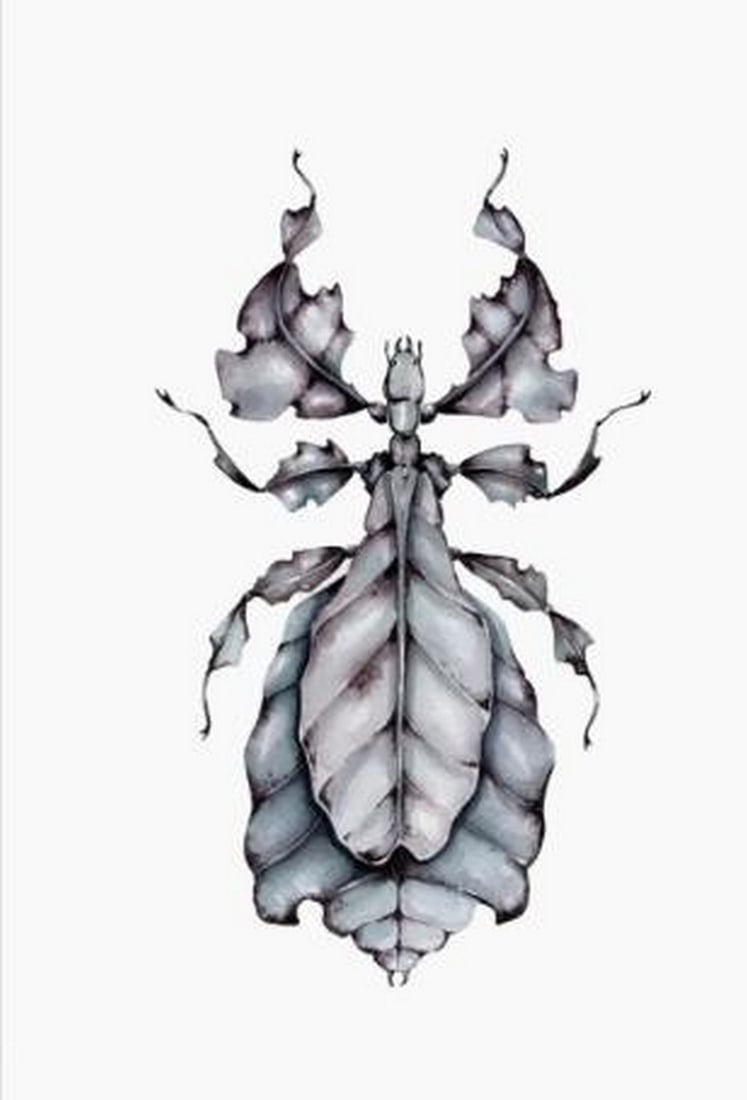 Gray's Leaf Insect Watercolour Giclee Print (1 of 3)