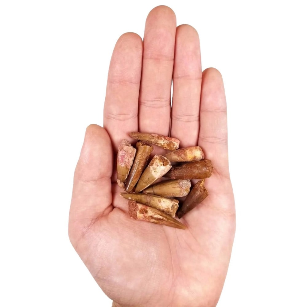 Fossilized Spinosaurus Tooth - 2